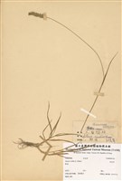 藏品(狗尾草)的圖片